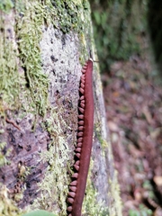 Macroperipatus torquatus