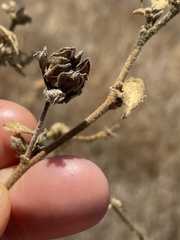 Abutilon californicum