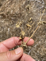 Abutilon californicum