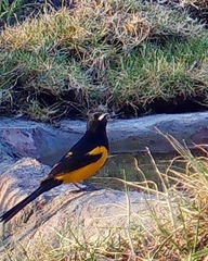 Icterus wagleri