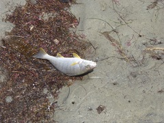 Umbrina roncador