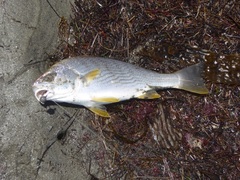 Umbrina roncador