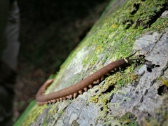 Macroperipatus torquatus