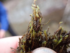 Hygrohypnella ochracea