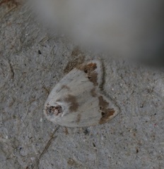 Neoduma kuangtungensis