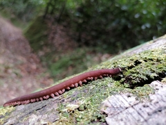 Macroperipatus torquatus