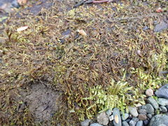 Hygrohypnella ochracea