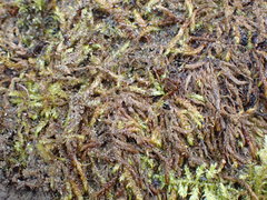 Hygrohypnella ochracea