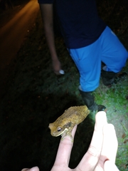 Macroperipatus torquatus
