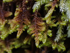 Hypnum dieckii