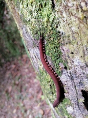 Macroperipatus torquatus