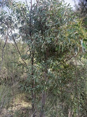 Hakea laurina