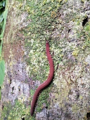 Macroperipatus torquatus