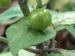 Solanum nigrum