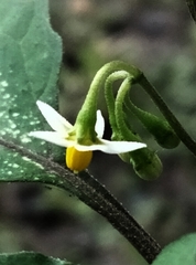 Solanum nigrum