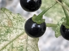 Solanum nigrum