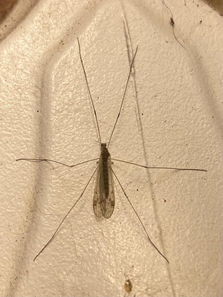 Dicranomyia from Eglingham Way, Morpeth, England, GB on April 29, 2022