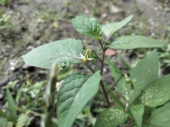 Solanum nigrum