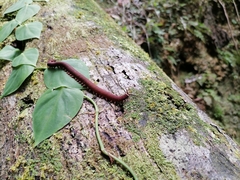 Macroperipatus torquatus