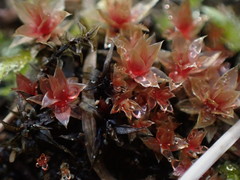 Ptychostomum pallens