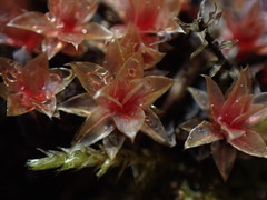 Ptychostomum pallens