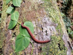 Macroperipatus torquatus