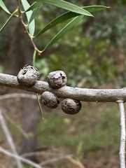Callistemon