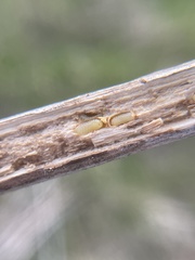 Antistrophus
