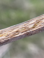 Antistrophus