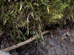 Fontinalis neomexicana