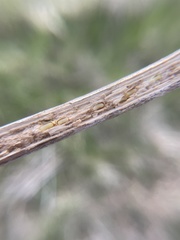 Antistrophus