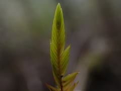 Fontinalis neomexicana