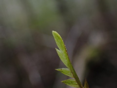 Fontinalis neomexicana