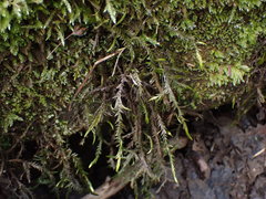 Fontinalis neomexicana