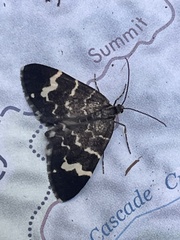 Trichodezia californiata