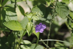 Ruellia occidentalis