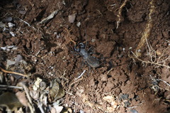 Mastigoproctus proscorpio