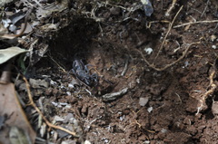 Mastigoproctus proscorpio