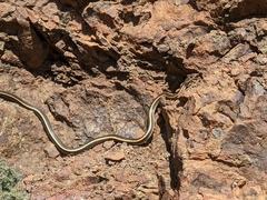 Masticophis lateralis euryxanthus