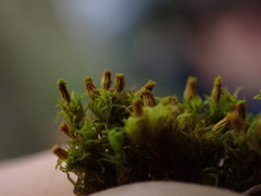 Orthotrichum pulchellum