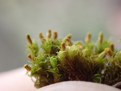 Orthotrichum pulchellum