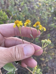 Bahiopsis chenopodina
