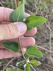 Bahiopsis chenopodina