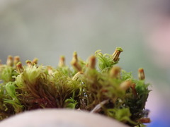 Orthotrichum pulchellum