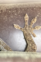 Gekko japonicus