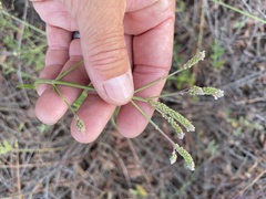 Verbena sphaerocarpa