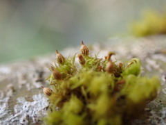 Orthotrichum pulchellum