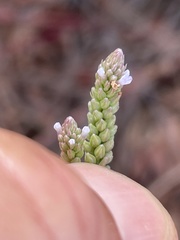 Verbena sphaerocarpa