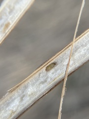 Antistrophus