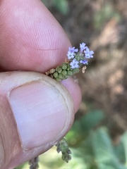 Verbena sphaerocarpa